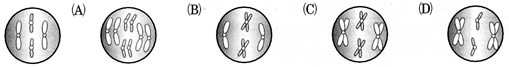 C009